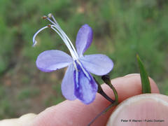Rotheca louwalbertsii