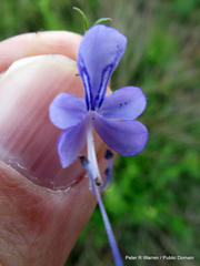 Rotheca louwalbertsii