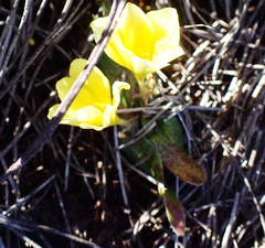 Moraea luteoalba