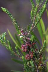 Erica caffra caffra