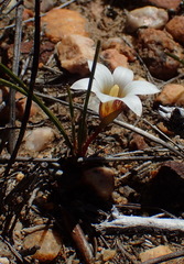 Romulea toximontana