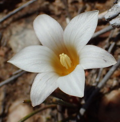 Romulea toximontana