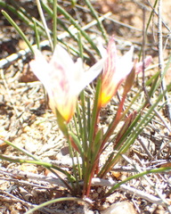 Romulea toximontana