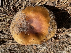 Russula ventricosipes