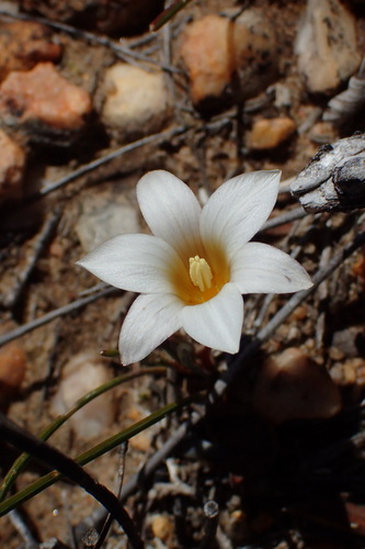 Image of Romulea toximontana by (c) Nicola van Berkel, some rights reserved (CC BY-SA)