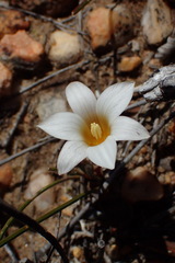 Romulea toximontana