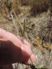 Psoralea uncinata