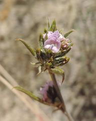 Psoralea uncinata