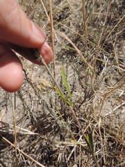 Psoralea uncinata