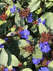 Ceratostigma plumbaginoides