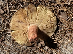 Russula ventricosipes