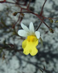 Nemesia versicolor