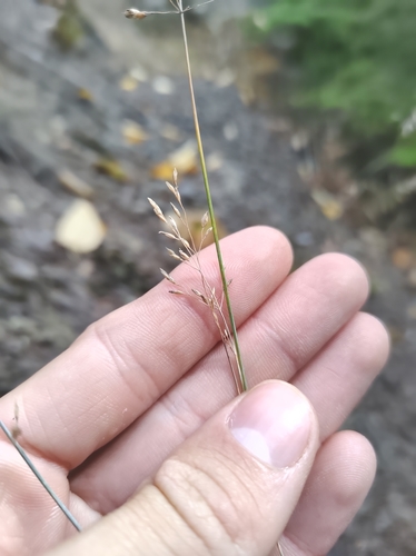 Image of Poa glauca by no rights reserved