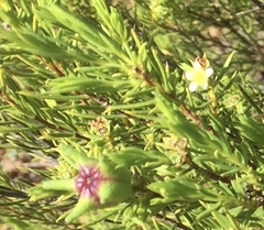 Diosma acmaeophylla