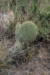 Opuntia leucotricha