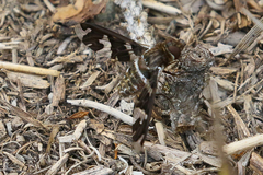 Exoprosopa dorcadion