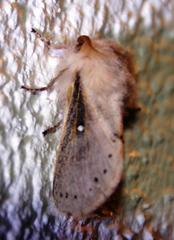 Bombycopsis tephrobaphes