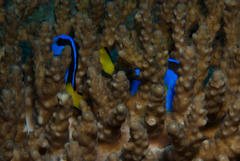 Paracanthurus hepatus