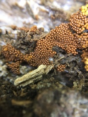 Trichia scabra