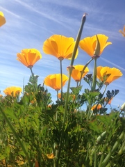 Eschscholzia californica