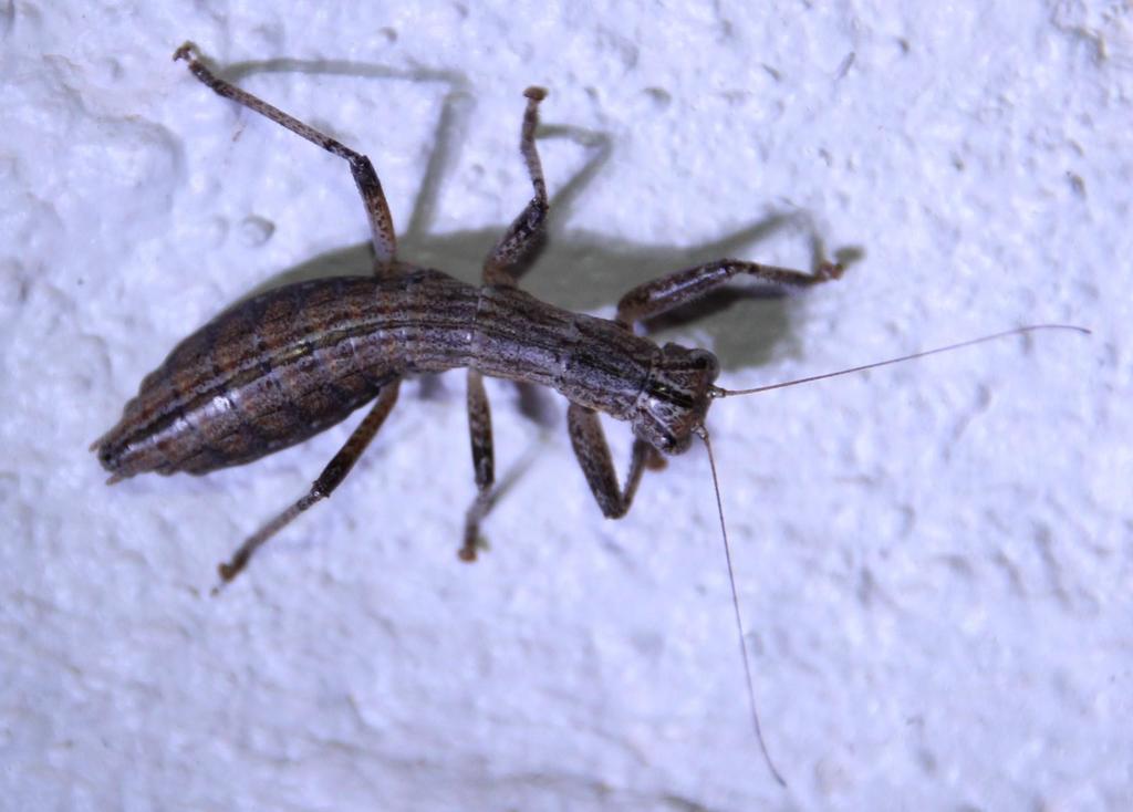 Karoophasma biedouwense