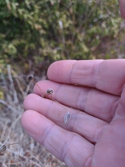 Crepis pulchra