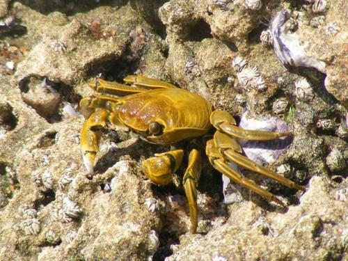 Grapsus fourmanoiri