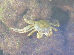 Grapsus fourmanoiri