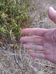 Crepis pulchra