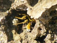 Grapsus fourmanoiri