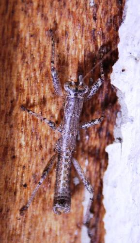Karoophasma biedouwense photo 3