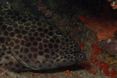 Epinephelus macrospilos