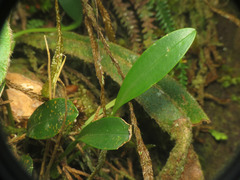 Platystele consobrina