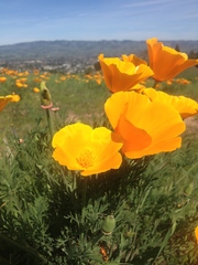 Eschscholzia californica