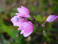 Ixia micrandra