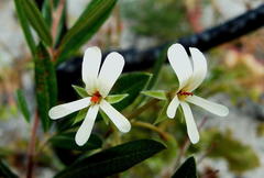 Pelargonium elongatum