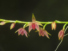 Platystele consobrina