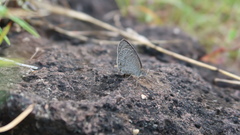 Ypthima asterope
