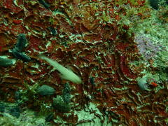 Caffrogobius nudiceps