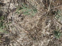 Euphorbia glareosa