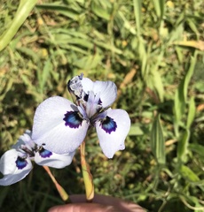 Moraea aristata