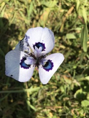 Moraea aristata