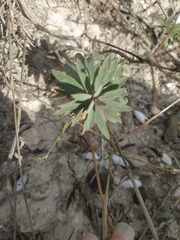 Euphorbia glareosa