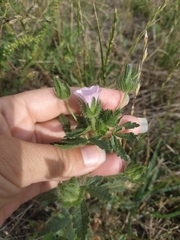 Malva setigera