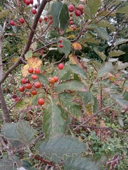 Scandosorbus