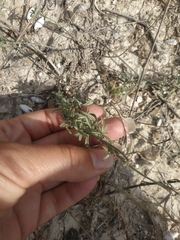 Convolvulus holosericeus
