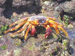 Grapsus tenuicrustatus