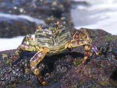 Grapsus tenuicrustatus
