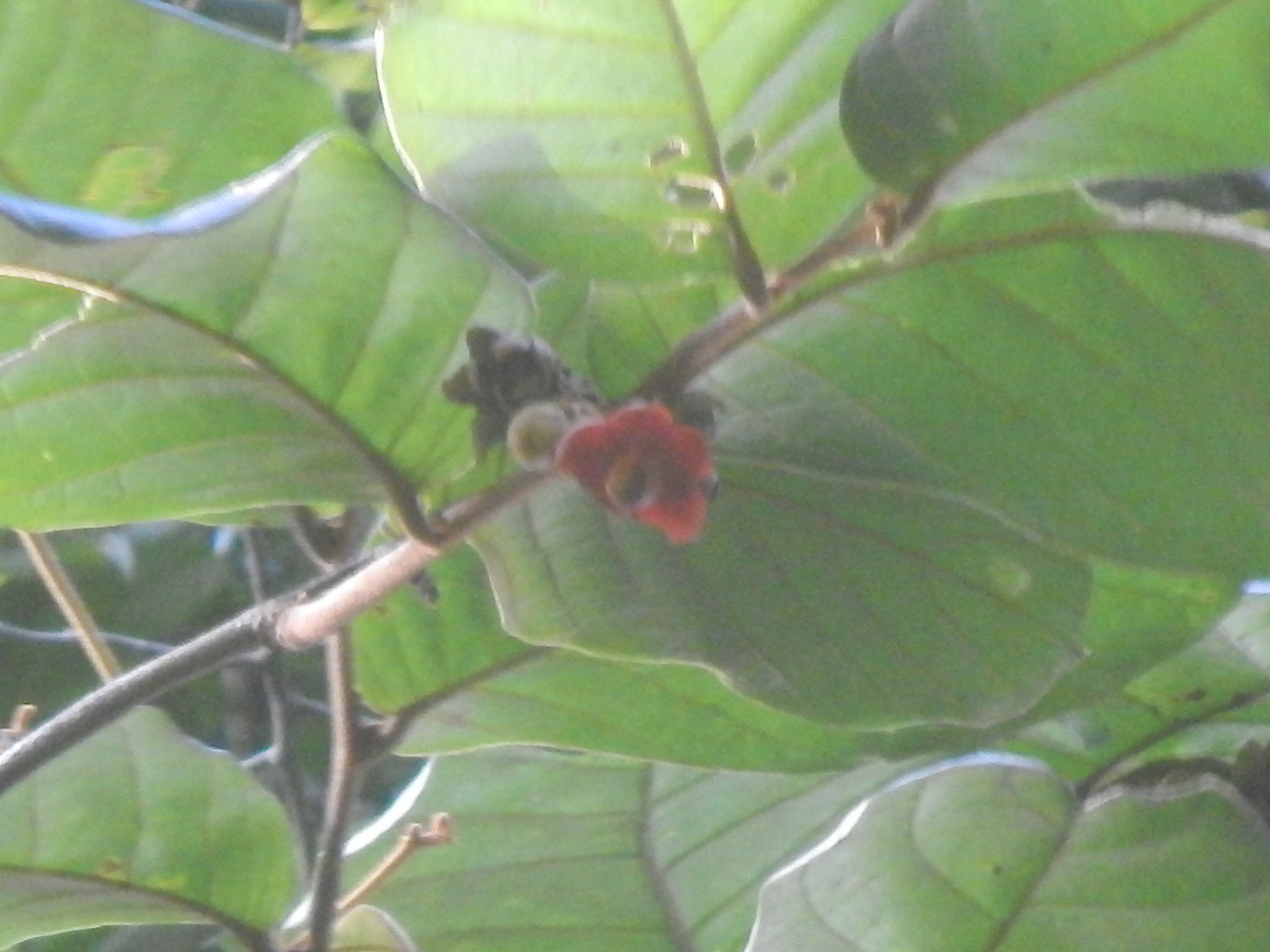 Uvaria littoralis (Uvaria littoralis)