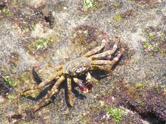 Grapsus tenuicrustatus